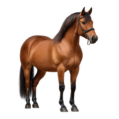 Obraz premium A graceful brown horse with a bridle stands elegantly isolated on transparent background, showcasing its refined features in a studio shot