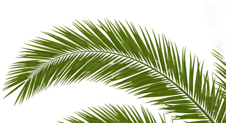 Obraz premium Tropical Palm Tree Frond PNG with Transparent Background