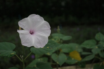 White blossoms common in Thailand, symbolizing purity & often used in garlands and temple...