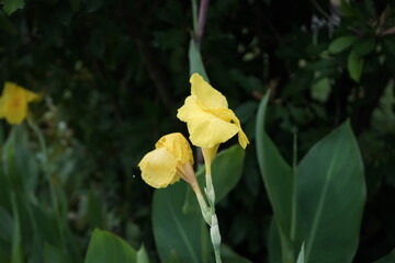 Bright yellow Canna lilies, a cheerful sight in Thai gardens. These vibrant blooms contribute to the lush beauty and tropical charm of Thailand's landscape.