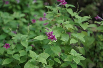 Vibrant blooms often found in Thailand's rich botanical landscape. Many such plants are appreciated for their beauty and traditional uses in Thai culture.