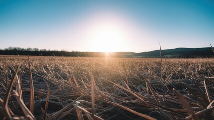 Golden Sunrise over harvested wheat field in autumn under blue sky