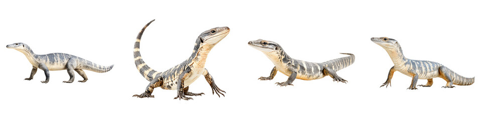 Obraz premium Baby Water Monitor Lizards on White Background - Reptile, Exotic Pet