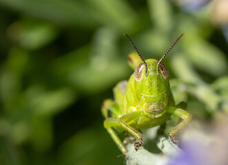 Green grasshopper