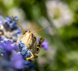 grasshopper on a flower