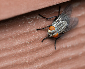 Large housefly