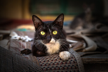 black cat on the table
