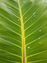 close up of green leaf
