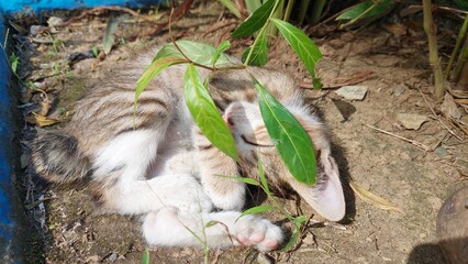 cat on the grass
