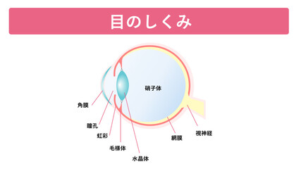 目のしくみ