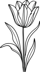 Elegant tulip flower line art, single stroke minimalist drawing, black and white vector sketch, floral illustration 2