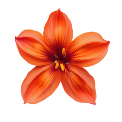 Vibrant orange lily flower with six petals radiates beauty and elegance, showcasing intricate vein patterns and central cluster of yellow stamens. flower vivid color and symmetrical form create