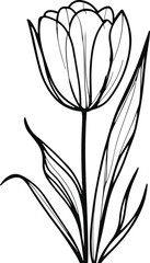 Elegant tulip flower line art, single stroke minimalist drawing, black and white vector sketch, floral illustration