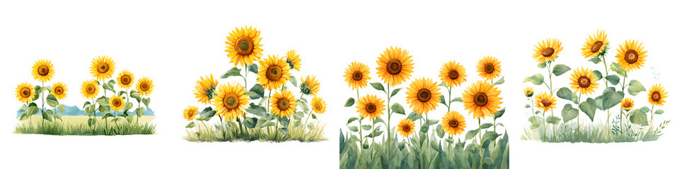 Fototapeta premium Watercolor Sunflowers in Grass Borders Collection
