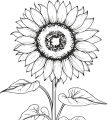 Minimal line art of sunflower, clean vector outline, black and white floral drawing, elegant botanical sketch, summer bloom illustration 2