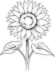 Minimal line art of sunflower, clean vector outline, black and white floral drawing, elegant botanical sketch, summer bloom illustration 7