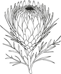 Minimalist line art of protea flower, bold exotic floral outline, black and white botanical drawing, clean and modern vector style 7