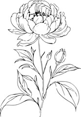 Elegant peony flower line drawing, black and white single line floral illustration, minimal botanical vector, clean outline on white background 2