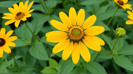 Obraz premium lovely yellow heliopsis flower blooms