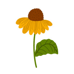 sunflower isolated on white
