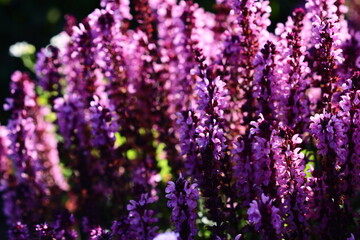 A bunch of purple flowers growing wild in a green field
