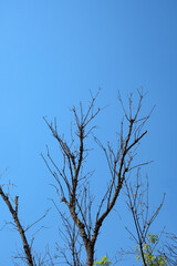 Leafless tree branches. blue sky backgrounds.