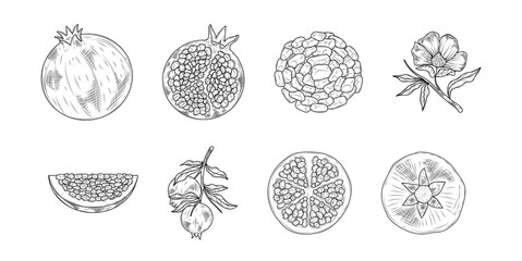 Pomegranate Hand Drawn Ink Sketch Vector Set Illustration
