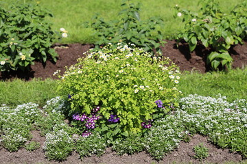 A colorful bush filled with blooming flowers in a peaceful garden setting, suitable for use as a background or focal point in various designs