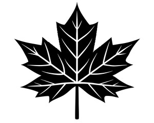 Maple leaf vector silhouette illustration isolated on white background