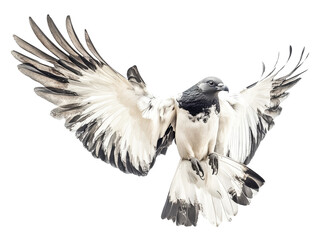 White and grey pigeon bird with wings spread flying isolated on transparent background