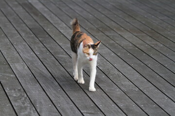 歩いて来る茶トラの猫