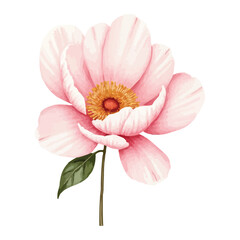 watercolor peony flower isolated