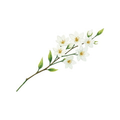 Fototapeta premium watercolor jasmine flower