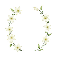 watercolor jasmine flower