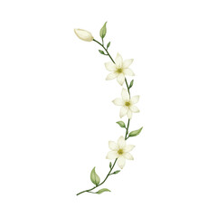 watercolor jasmine flower