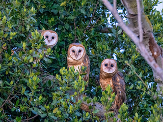 Three Barn Owls Perched in Dense Green Foliage