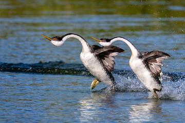 Western Grebes Performing Courtship Rushing Dance