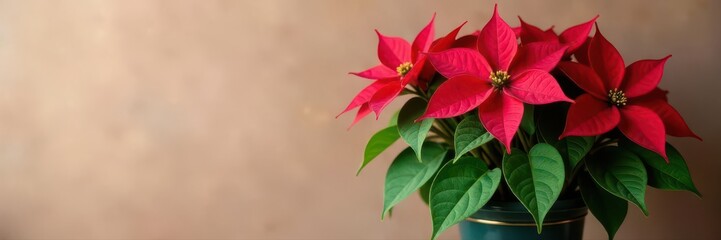 Obraz premium Lush green poinsettia leaves surrounding vibrant red bracts in elegant pot, isolated, plant, bracts, decoration