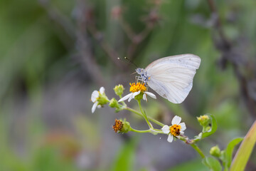 Close-up view of a white moth on a wildflower 