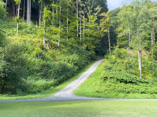 Scenic forest pathway through lush green hills and tall trees during daylight