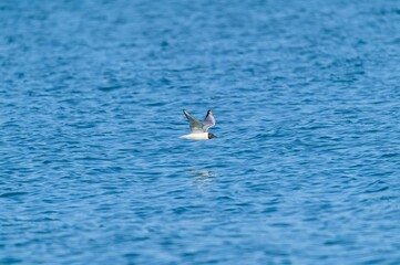 An Adult Bonaparte's Gull in Flight at Pointe Pelee National Park, near Leamington, Ontario, Canada.