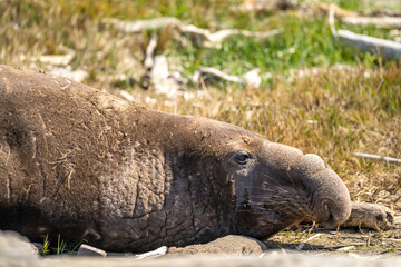 Close-up of Male Northern Elephant Seal on Coastal Sand, Drakes Beach, CA