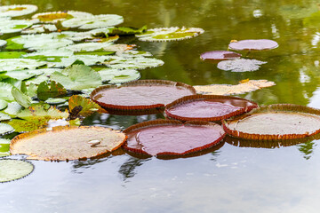 Giant Water Lily Victoria Amazonica Floating on Tranquil Pond
