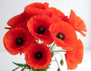 Radiant crimson poppies burst forth, a vibrant floral arrangement with delicate petals