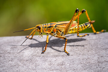 Close-up of Lubber Grasshopper in Everglades National Park