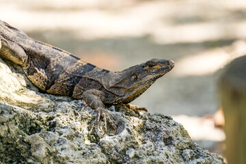 Adult Spiny-Tailed Iguana Posing on Rocky Terrain