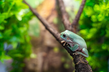 Australian Blue Tree Frog (White's Tree Frog) in Home Terrarium. Reptile Pet Care at Home.