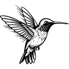 Fototapeta premium Black and White Hummingbird Illustration, Detailed Vintage Woodcut Style Bird Art. Flying Wildlife Graphic Design Element