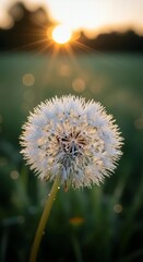 Dandelion seed head covered with dew drops at sunrise, glowing with golden light. Morning nature scene. Backlit bokeh.