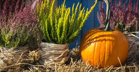 Autumnal decoration in garden made of vegetables and plants. Agriculture on autumn